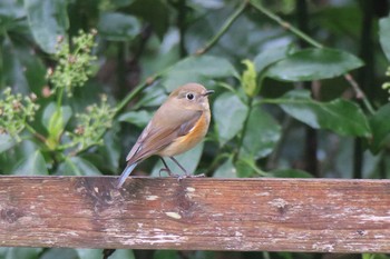 Red-flanked Bluetail Maioka Park Sun, 4/3/2016