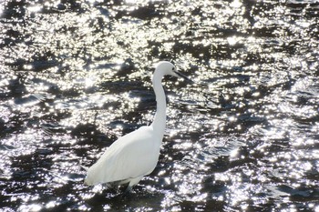 コサギ 柏尾川 2016年2月11日(木)