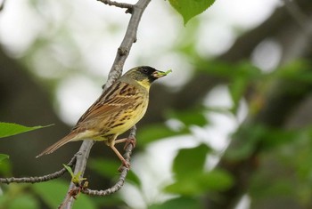 アオジ 伊佐沼公園 2020年4月27日(月)