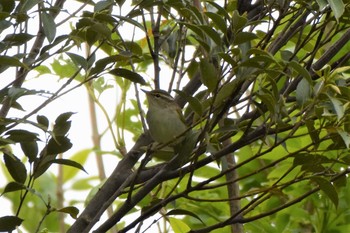 Eastern Crowned Warbler Mizumoto Park Mon, 4/27/2020