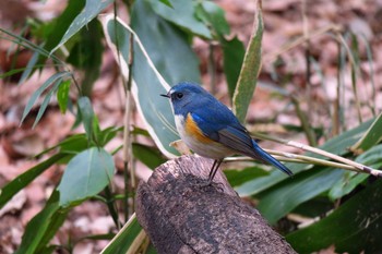 Red-flanked Bluetail Meiji Jingu(Meiji Shrine) Mon, 3/21/2016