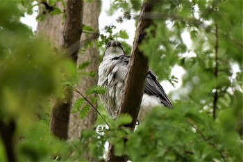 オオタカ 水元公園 2020年4月27日(月)