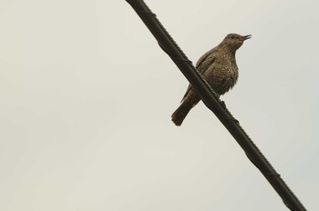 Blue Rock Thrush 東京都 Sat, 4/4/2020