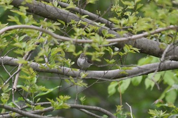 2020年4月27日(月) 砧公園の野鳥観察記録