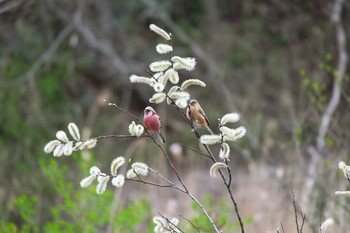 Siberian Long-tailed Rosefinch Maioka Park Sat, 3/26/2016