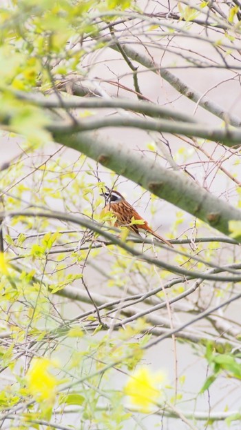 ホオジロ 芝川第一調節池(芝川貯水池) 2020年4月27日(月)