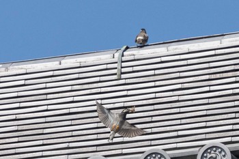 White-cheeked Starling 京都市西京区 Sat, 4/25/2020