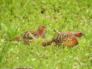 2020年4月27日(月) 大沼親水公園の野鳥観察記録