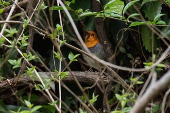 Japanese Robin 神奈川県 Sat, 4/16/2016