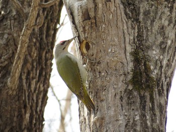 Grey-headed Woodpecker Nishioka Park Sat, 4/16/2016