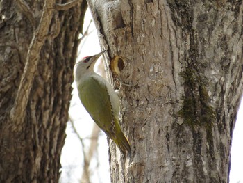 2016年4月16日(土) 西岡公園(西岡水源地)の野鳥観察記録