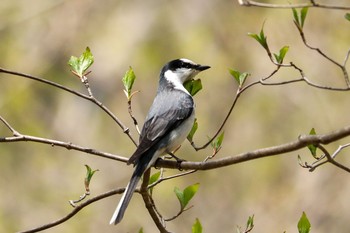 サンショウクイ 太白山 2020年4月27日(月)