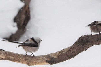 Long-tailed tit(japonicus) Asahiyama Memorial Park Sat, 2/16/2019