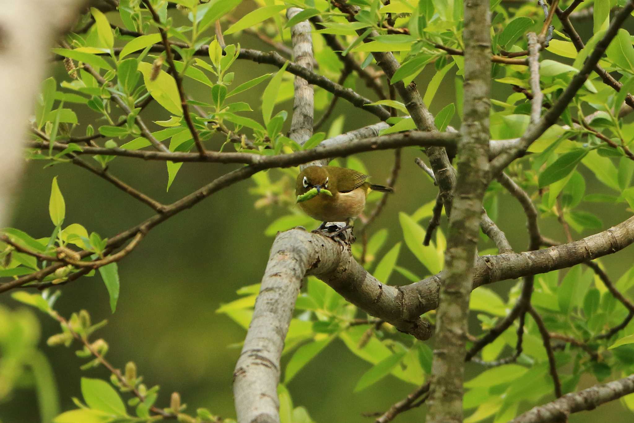 Warbling White-eye