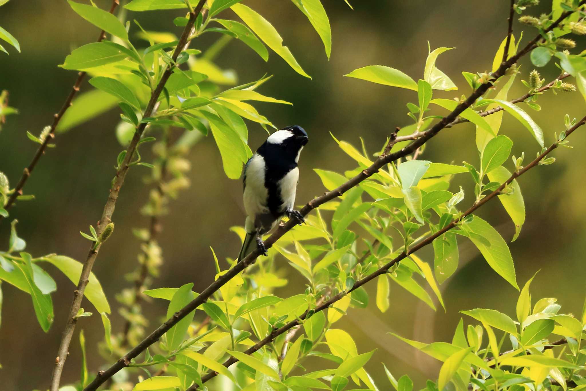 Photo of Japanese Tit at 平谷川 by いわな