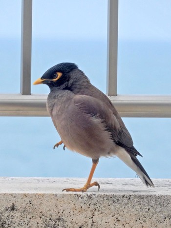 2020年4月27日(月) Tel Aviv, Israel の野鳥観察記録