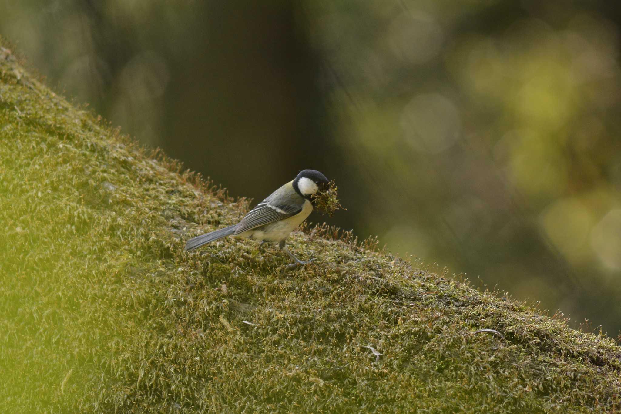 Photo of Japanese Tit at Akigase Park by jiu