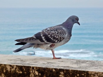 2020年4月24日(金) Tel Aviv, Israel の野鳥観察記録