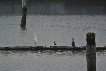 Great Egret 住之江貯木場 Mon, 4/27/2020