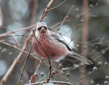 Siberian Long-tailed Rosefinch Hayatogawa Forest Road Mon, 2/24/2020