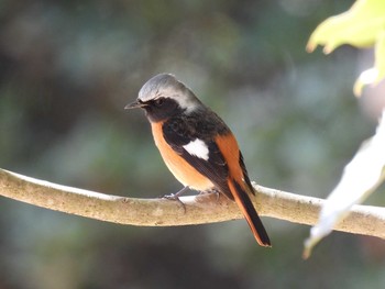 Daurian Redstart Showa Kinen Park Thu, 2/27/2020