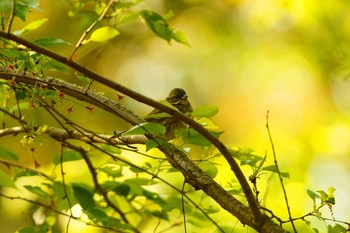 Masked Bunting 東京都 Sun, 4/5/2020