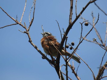 Meadow Bunting 志賀島 Sat, 4/16/2016