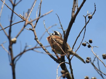 Meadow Bunting 志賀島 Sat, 4/16/2016