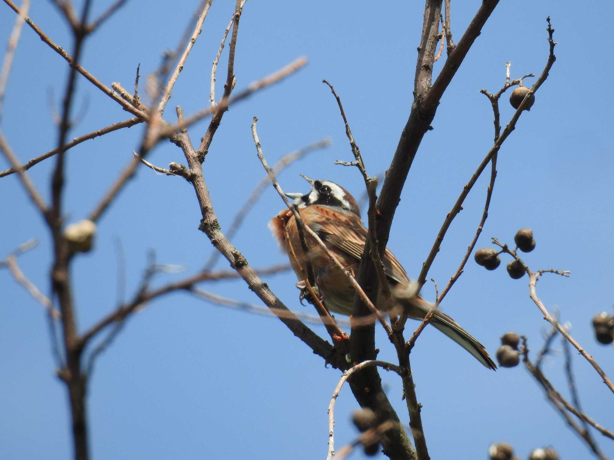 青空に向かって鳴くホオジロ