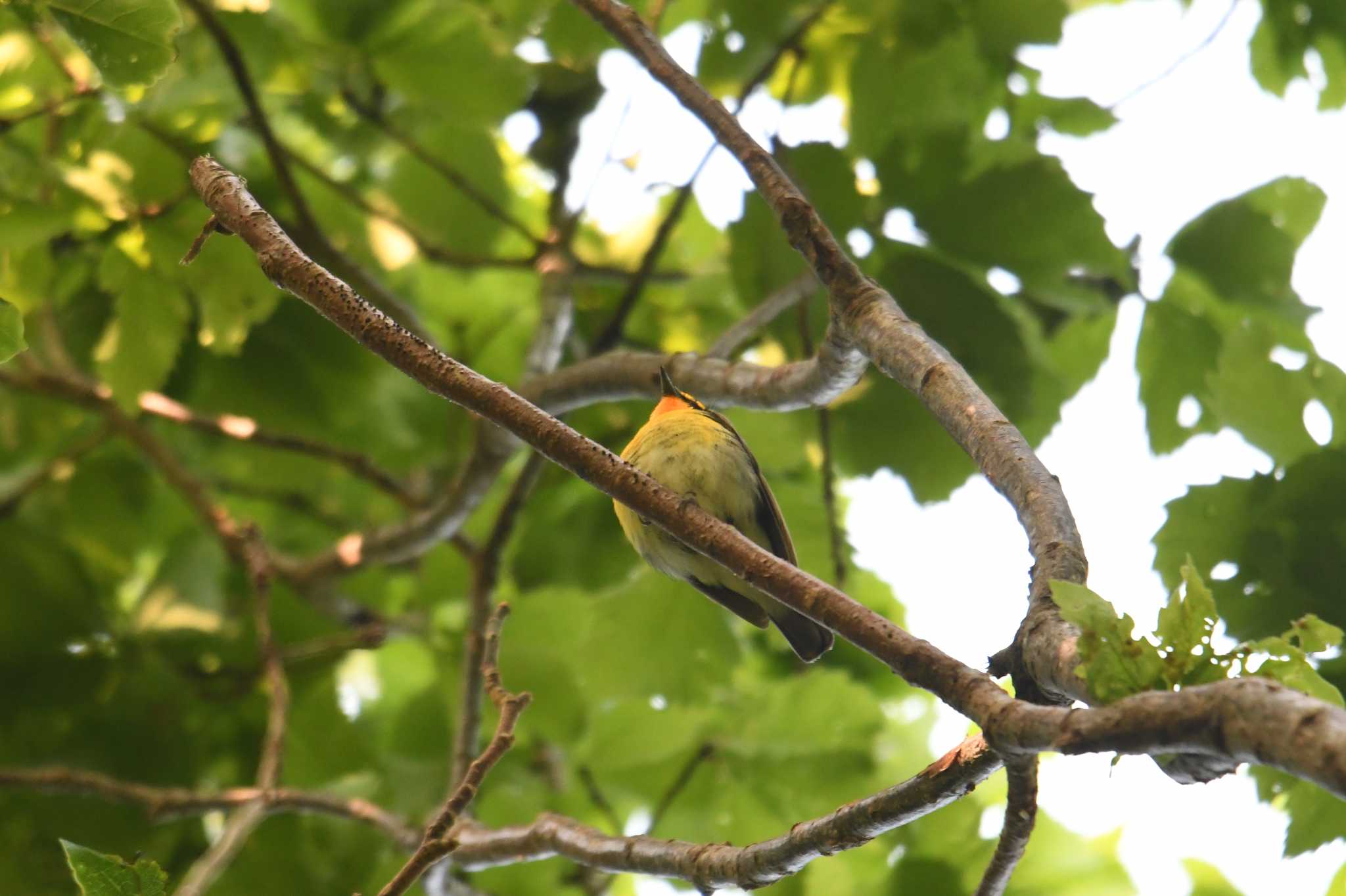 Narcissus Flycatcher