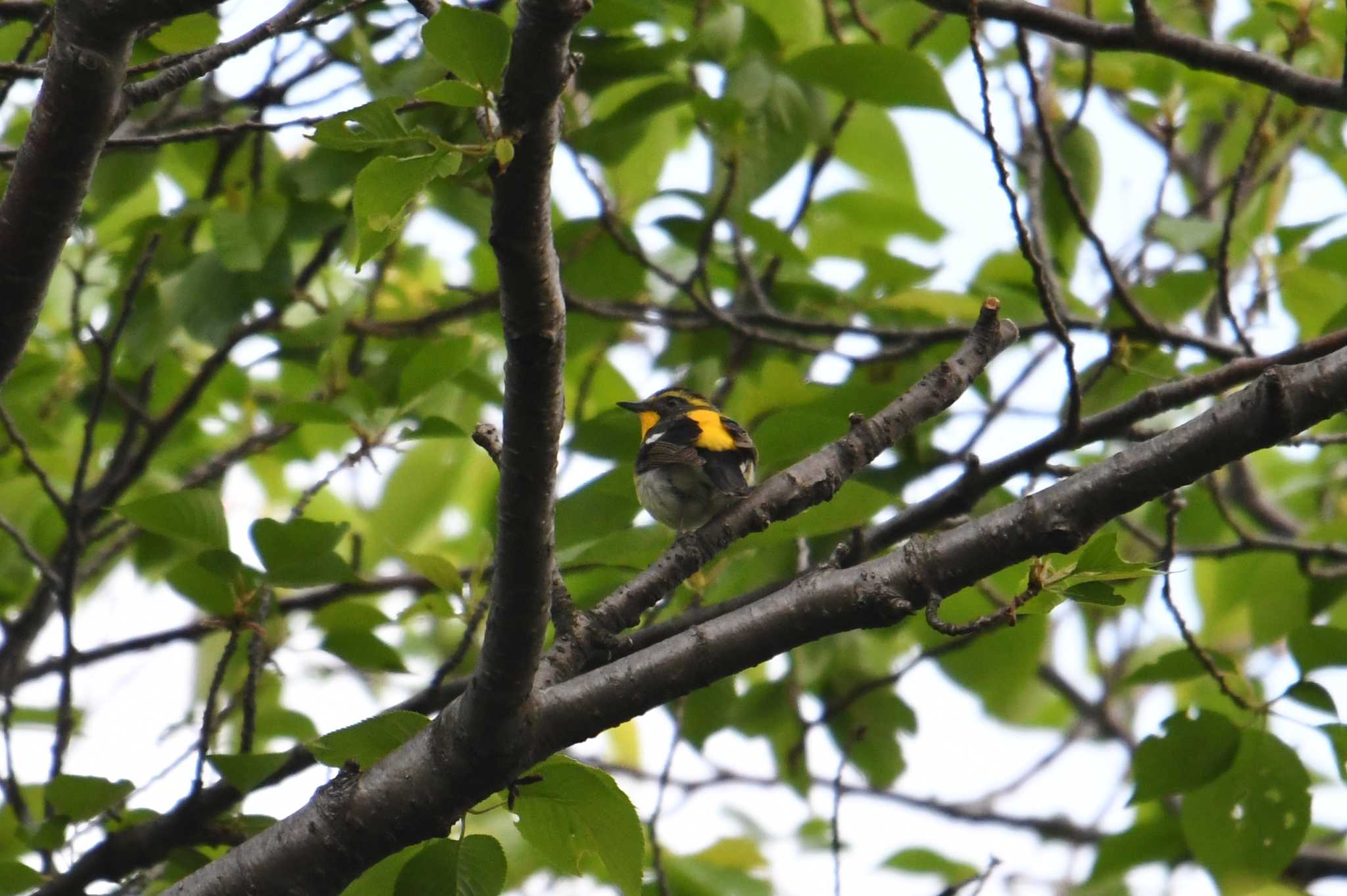 Narcissus Flycatcher