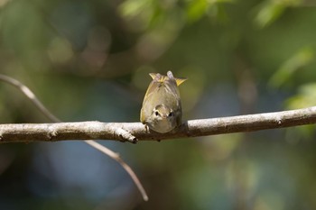 Eastern Crowned Warbler Hayatogawa Forest Road Fri, 4/15/2016