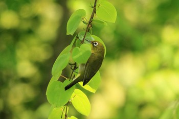 Warbling White-eye 平谷川 Tue, 4/28/2020