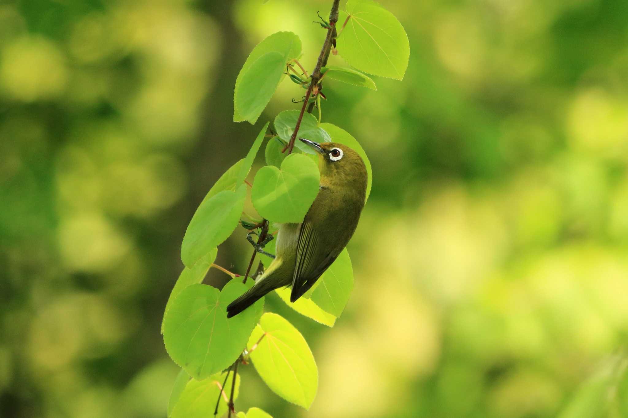 Warbling White-eye