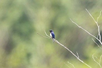 2016年4月16日(土) 早戸川林道の野鳥観察記録