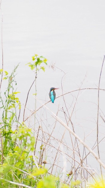 カワセミ 芝川第一調節池(芝川貯水池) 2020年4月27日(月)