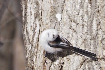 Long-tailed tit(japonicus) Asahiyama Memorial Park Wed, 2/13/2019