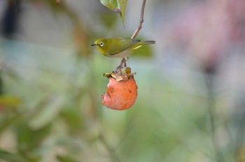 Warbling White-eye 表参道 Sat, 11/7/2015