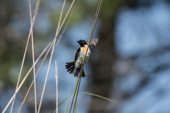 Amur Stonechat Unknown Spots Sun, 8/2/2015