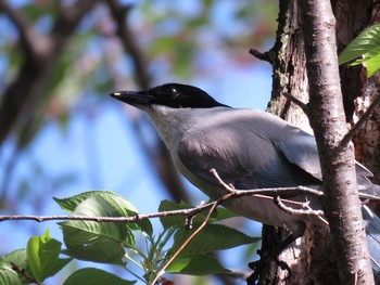 Azure-winged Magpie Mitsuike Park Fri, 4/15/2016