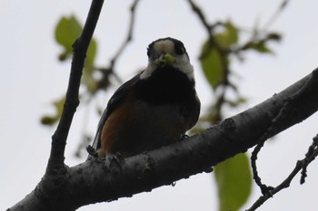 ヤマガラ 播磨中央公園(兵庫県) 2020年4月26日(日)