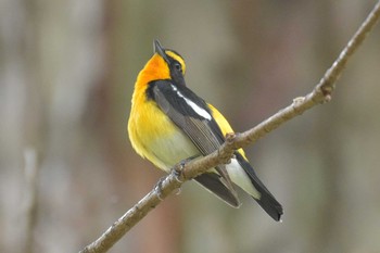 キビタキ 播磨中央公園(兵庫県) 2020年4月26日(日)