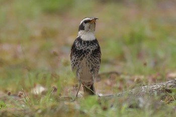 ツグミ 播磨中央公園(兵庫県) 2020年4月26日(日)