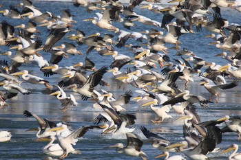 Dalmatian Pelican