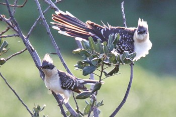 Great Spotted Cuckoo