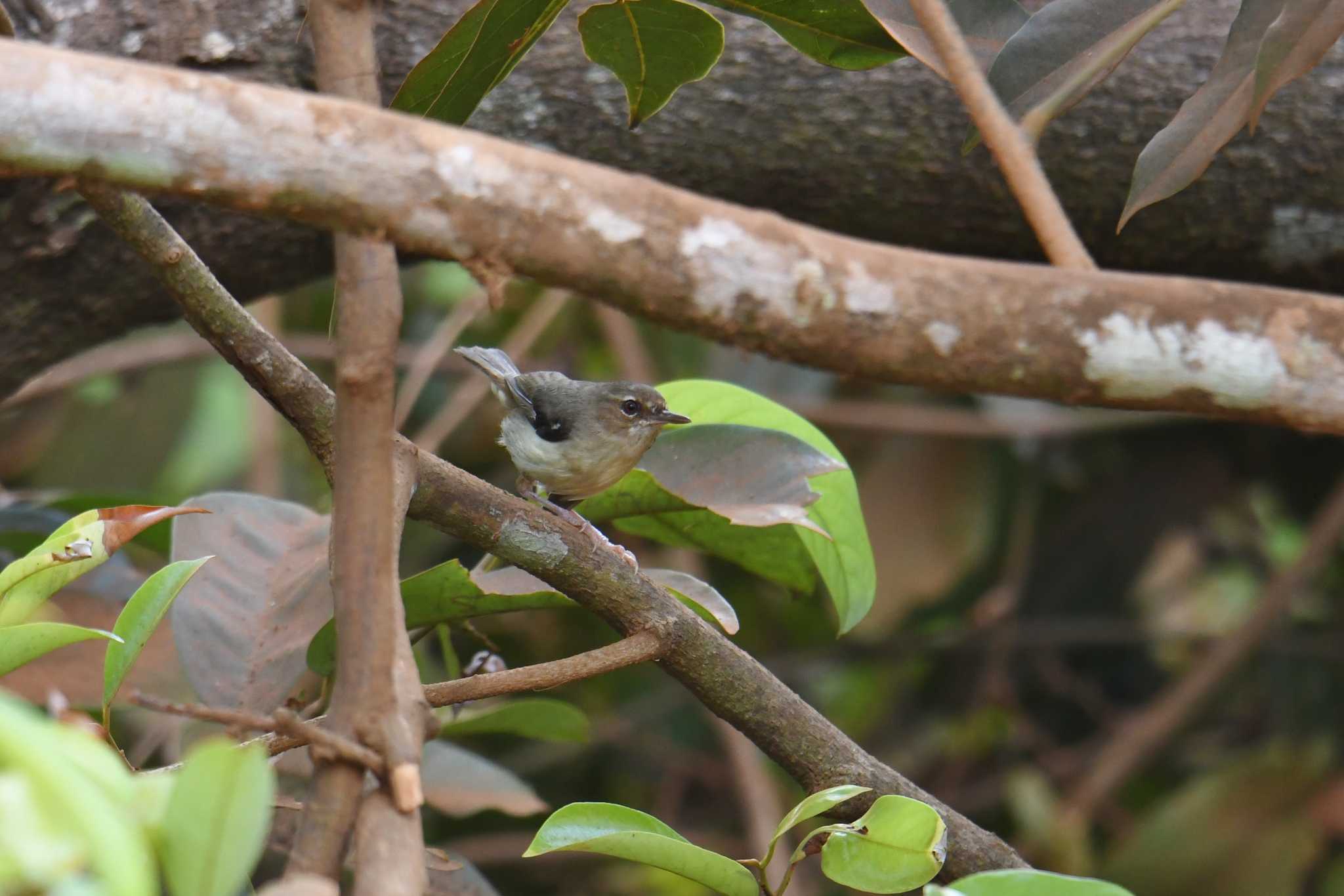 Tropical Scrubwren