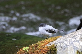 Torrent Tyrannulet Trogon Lodge(Costa Rica) Thu, 9/26/2019