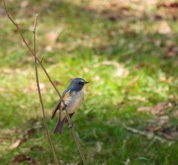 Red-flanked Bluetail Showa Kinen Park Fri, 3/6/2020