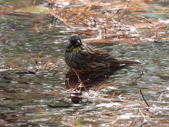 Masked Bunting Showa Kinen Park Fri, 3/13/2020