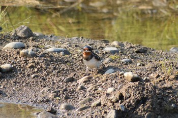 2020年4月29日(水) 多摩川二ヶ領宿河原堰の野鳥観察記録